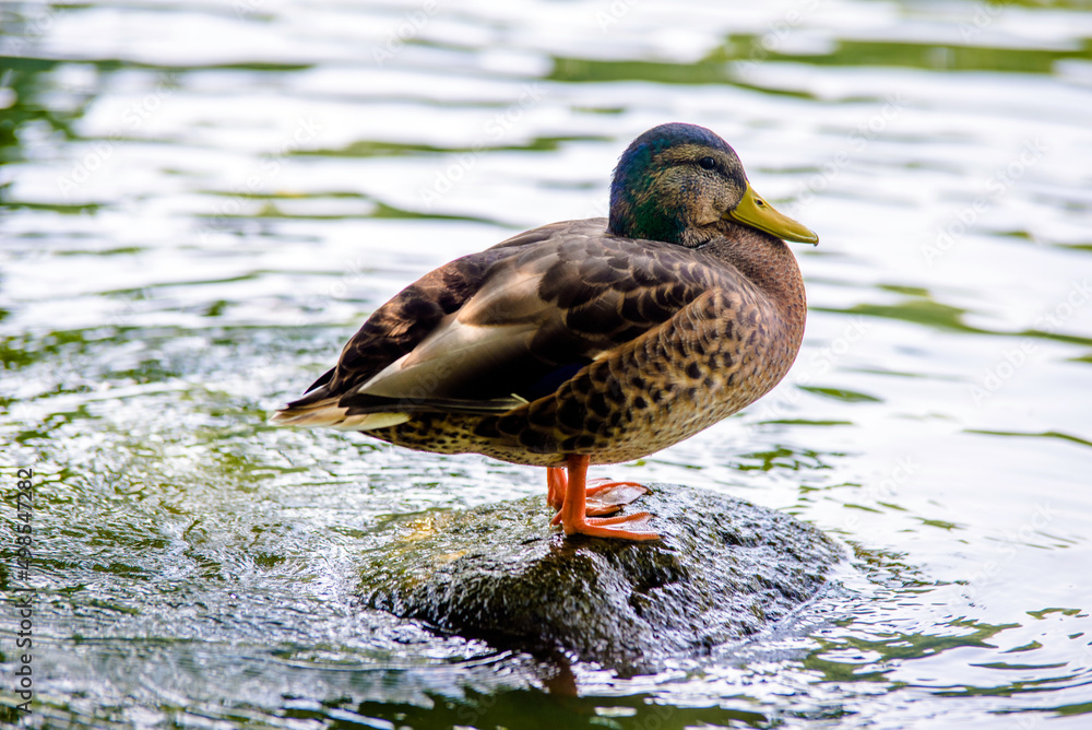 A wild duck stands on a rock in the middle of the water A wild duck stands on a rock in the middle of the water
