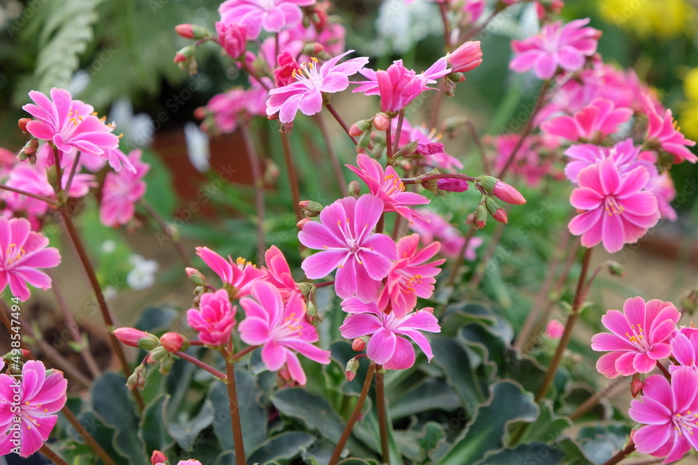 Pink Lewisia cotyledon in flower