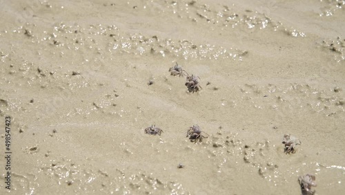 Small crabs slowly swarm at muddy sediments at tropical beach and sea in southern of Thailand,. Suddenly, many of them move down and try to hide in silt, scared off by people.