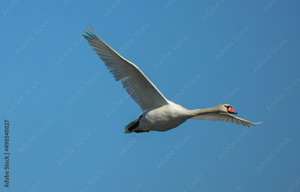 Fototapeta premium spettacolare volo del cigno