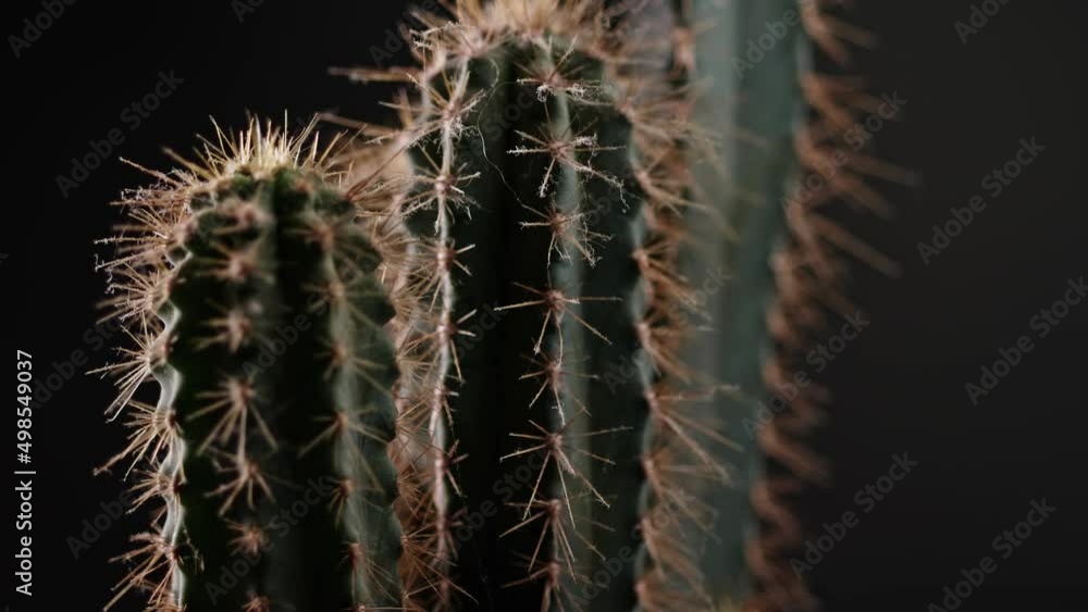 Close-up cactus circles on a dark background. Macro shot. Close-up cactus circles on a dark background. Macro shot.