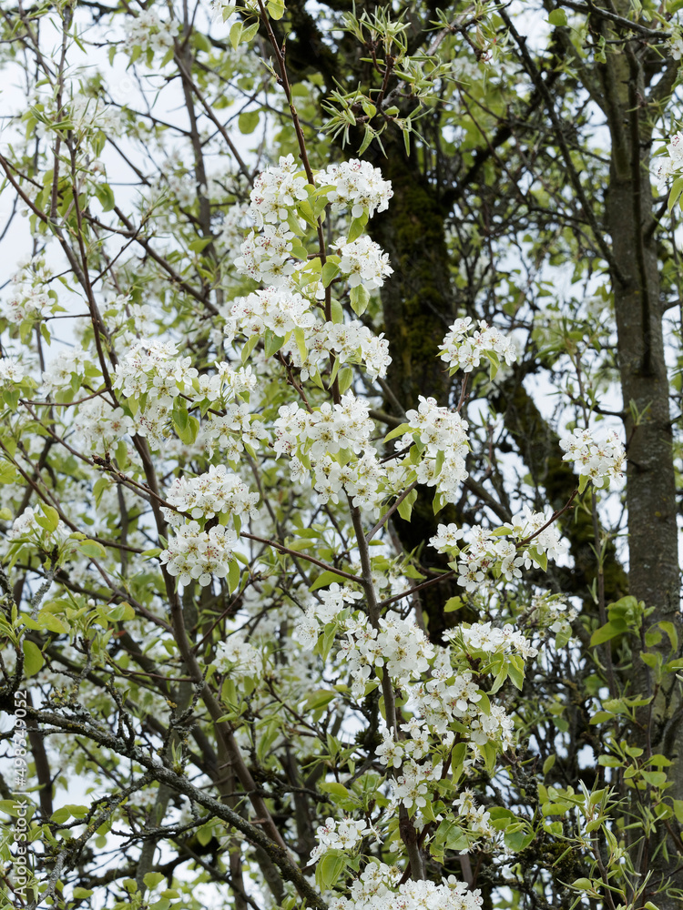 Pyrus pyraster | Poirier sauvage ou pérussier à floraison blanche en grappes sur des rameaux sombres et fissurés, au feuillage simple, oval, denté, pointu vert moyen et brillant Pyrus pyraster | Poirier sauvage ou pérussier à floraison blanche en grappes sur des rameaux sombres et fissurés, au feuillage simple, oval, denté, pointu vert moyen et brillant