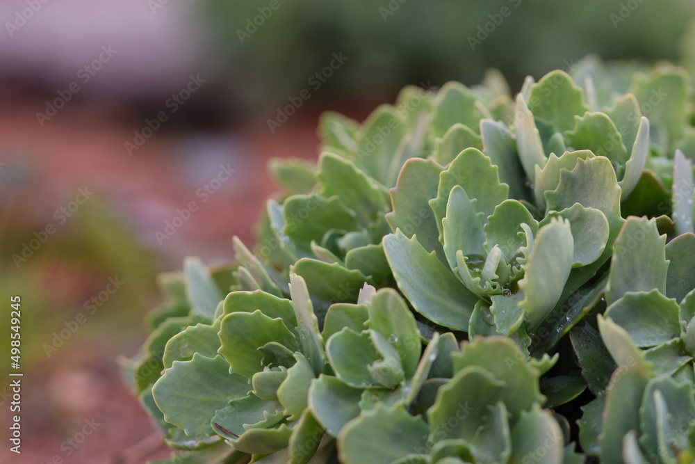 Sedum green leaves closeup on early spring, springtime in garden, bokeh garden background as space for text.

