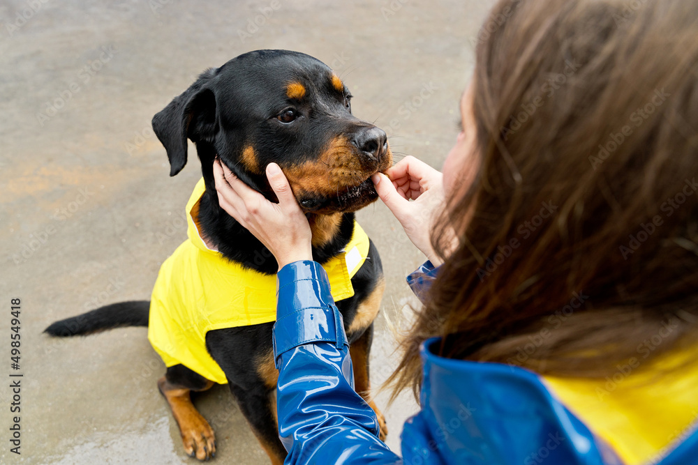 Top view of hungry dog with yellow raincoat. Horizontal view of unrecognizable woman feeding a rottweiler under the rain. People and animals concept. Top view of hungry dog with yellow raincoat. Horizontal view of unrecognizable woman feeding a rottweiler under the rain. People and animals concept.