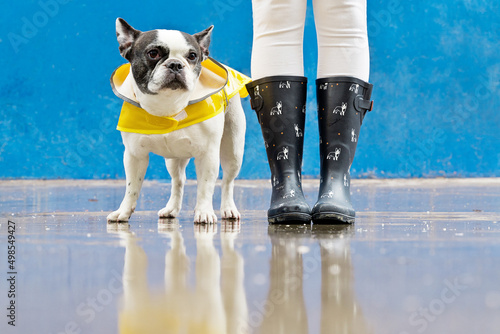 Fototapeta Naklejka Na Ścianę i Meble -  Front view of bulldog with raincoat and galoshes on blue background. Horizontal low angle view of woman with wellingtons and bulldog wearing raincoat isolated on sidewalk. Animals concept.