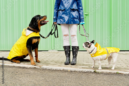 Photography Front view of two dogs with leash in green background
