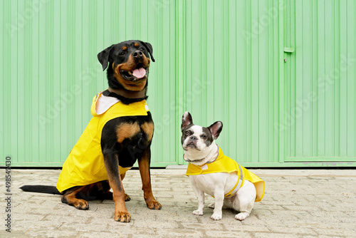 Front view of two dogs with raincoat in green background. Horizontal low angle view of rottweiler and french bulldog wearing yellow raincoat isolated on sidewalk. Animals concept.