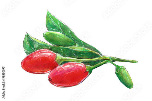 Watercolor illustration with goji berries. Isolated picture on a white background. photo