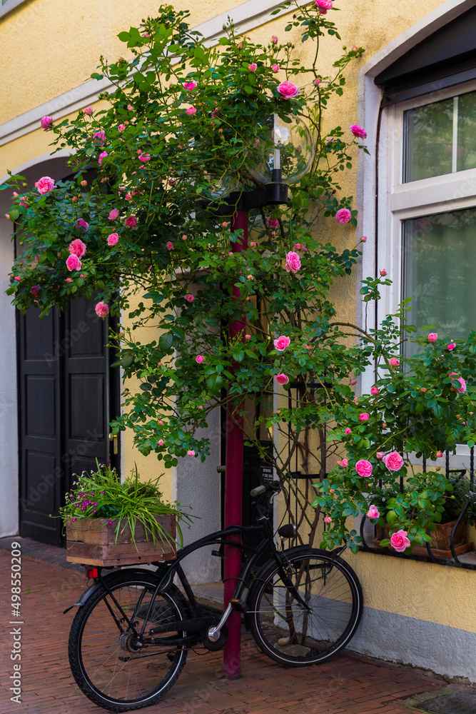Osnabruck, Germany, July 5, 2021. Street architecture in Osnabruck, third largest city in state of Lower Saxony. Bicycle standing by bush of blooming roses