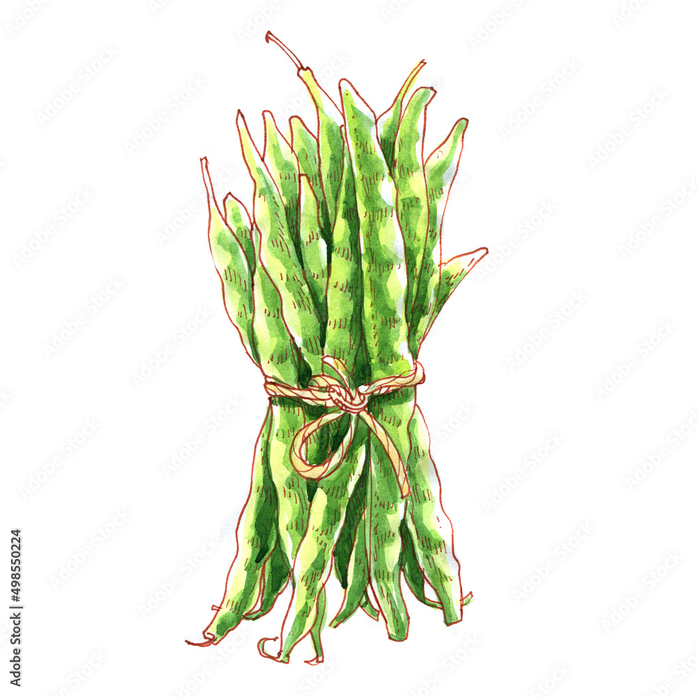 Bunch of fresh green bean, legume haricot bean, blackeyed beans, black