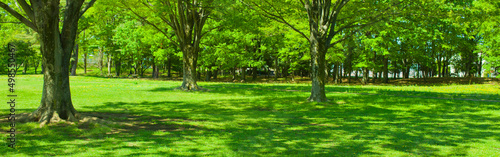 Fototapeta Naklejka Na Ścianę i Meble -  banner image of green garden
