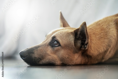 Photography the sad look of a lonely mongrel dog