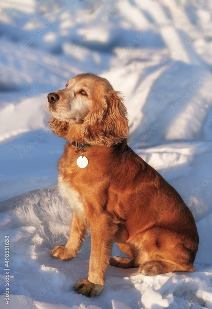 Cute golden cocker spaniel sits in the snow covered background. A beautiful sunny day in winter.