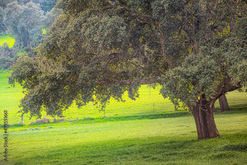 quercia sul prato