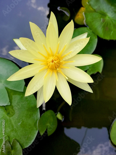 Yellow Lotus flower in close up