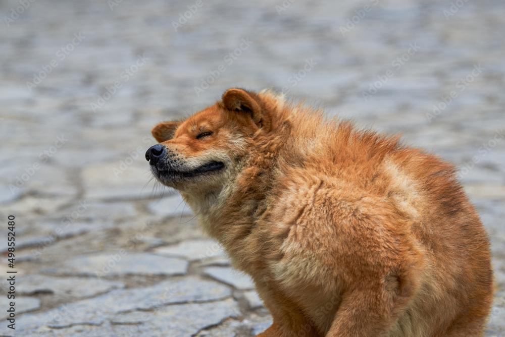 A close-up of a rural Chinese pastoral dog A close-up of a rural Chinese pastoral dog