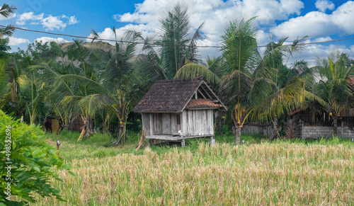 Fotografi Old shack in rice field