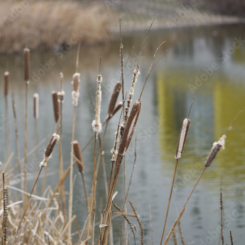 reed bed