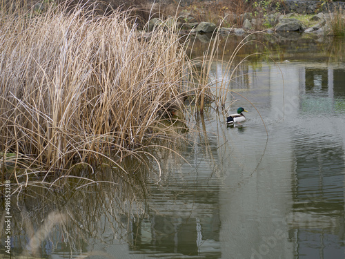 reed bed