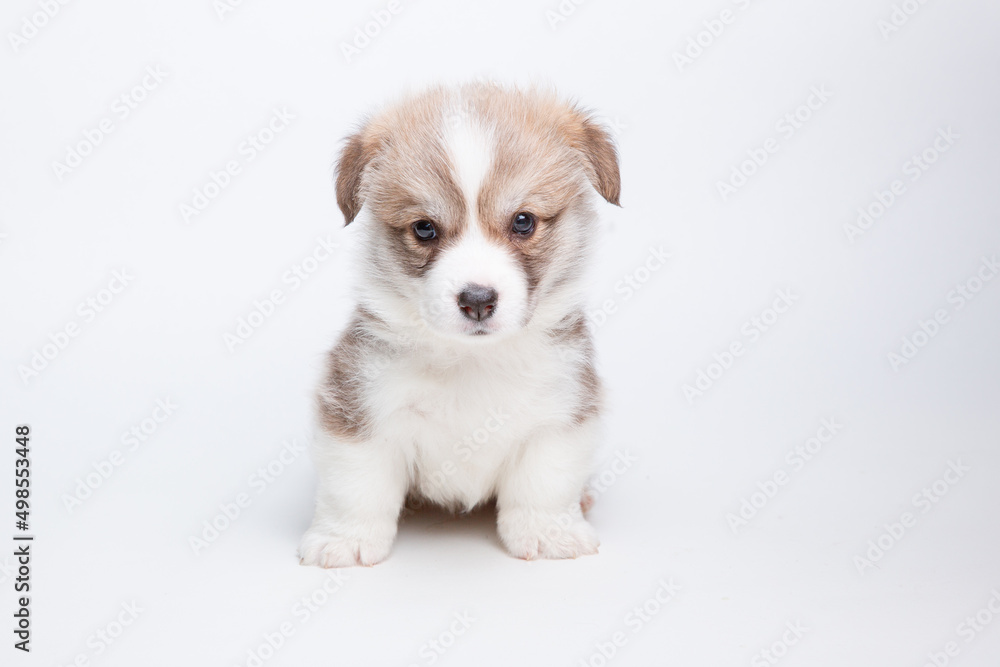 cute Welsh corgi puppy is isolated on a white isolated background. cute pets concept