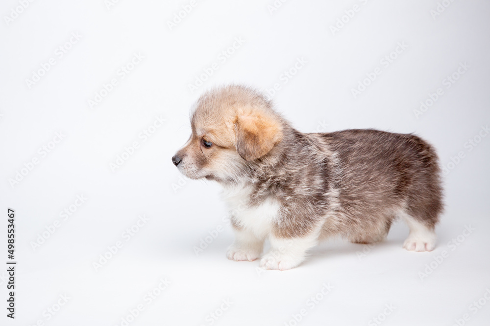 Obraz premium cute Welsh corgi puppy is isolated on a white isolated background. cute pets concept