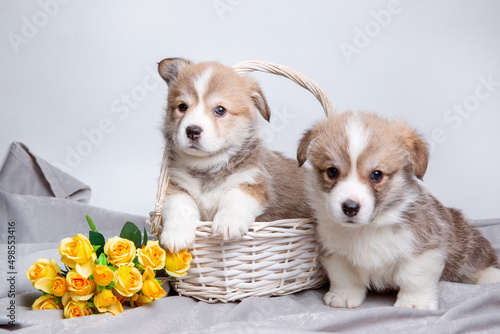 a group of cute welsh corgi puppies in a basket isolated on a white background