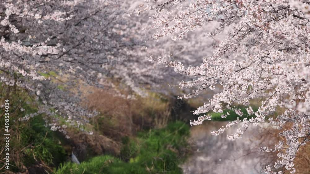 Slow pan over cherry blossoms in full bloom along small river Slow pan over cherry blossoms in full bloom along small river