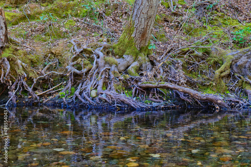 Tree roots exposed next to a calm creek