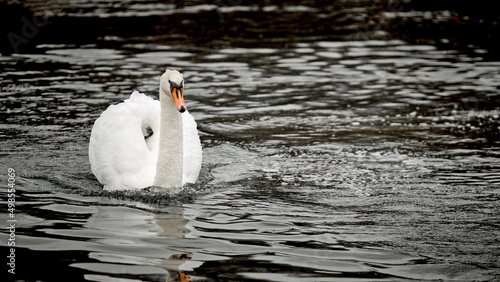 Swan on water