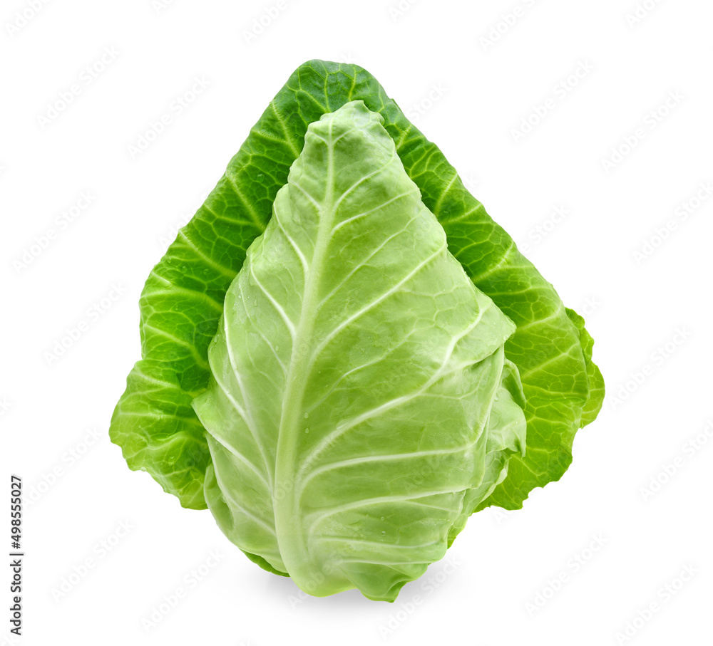 fresh green pointed cabbage isolated on white background fresh green pointed cabbage isolated on white background