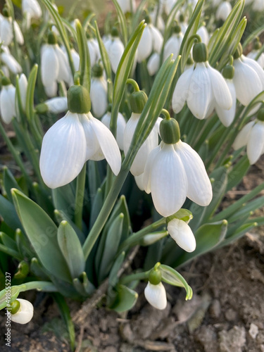 Closeup of snowdrop flowers with selective focus on foreground and side view