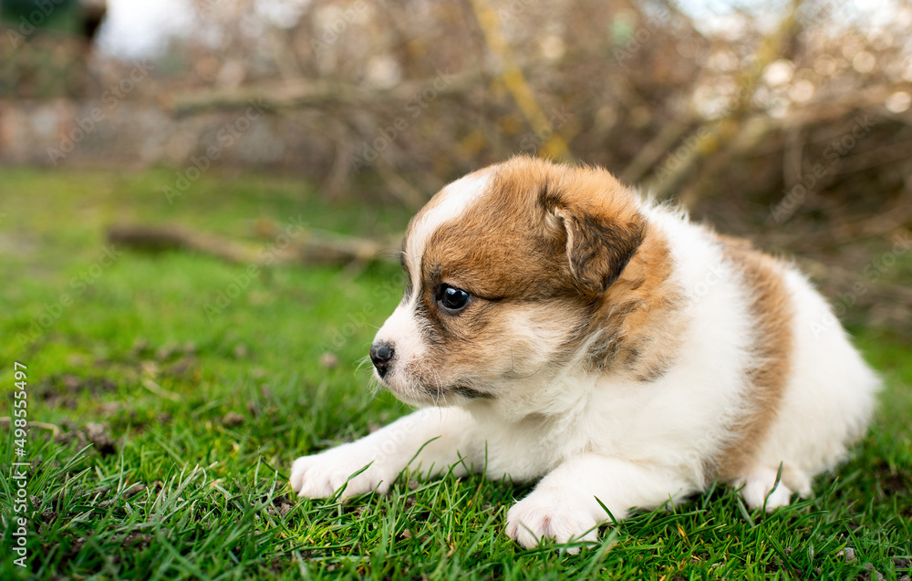 Little puppy on a background of green grass. He is one month old. Cute dog has a tricolor color. Little puppy on a background of green grass. He is one month old. Cute dog has a tricolor color.