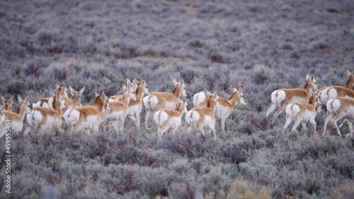 Herd of Pronghorn Antelope running in slow motion through sage brush in Wyoming.