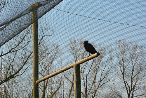 A Hermit Ibis in an enclosure in a nature reserve in Udine province, Friuli-Venezia Giulia, north east Italy
 photo