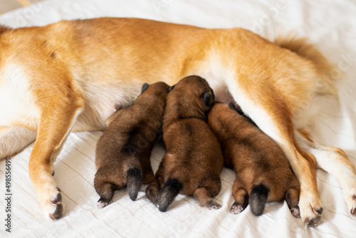 Cute dog of breed Shiba Inu mom with her puppies. Three puppies eat milk and happy mother shiba inu. Red shiba inu dogs. Japanese shiba inu dog