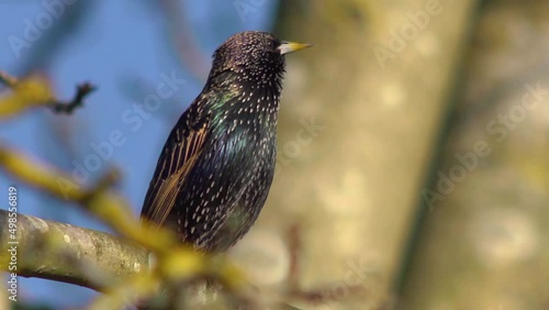 A starling on a branch, with audio photo
