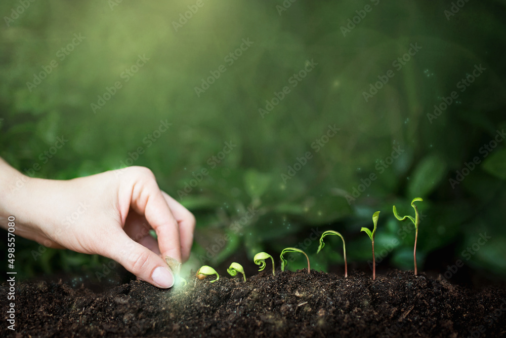 wzrost roślin, inwestycja i rozwój na przykładzie sadzonek roślinnych i wykresów - obrazy, fototapety, plakaty 