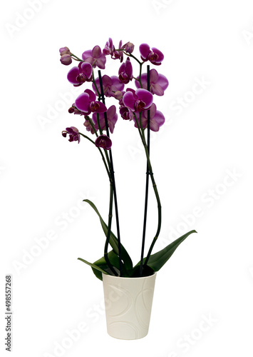 Close up pink orchid Pretoria  Phalaenopsis  in a white pot with many flowers. Isolated on white background.