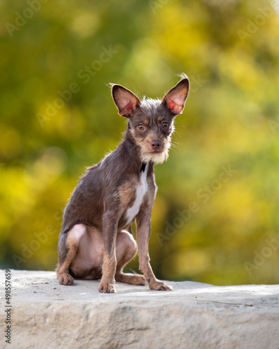 outdoor shot of a cute dog on an isolated background © annette shaff