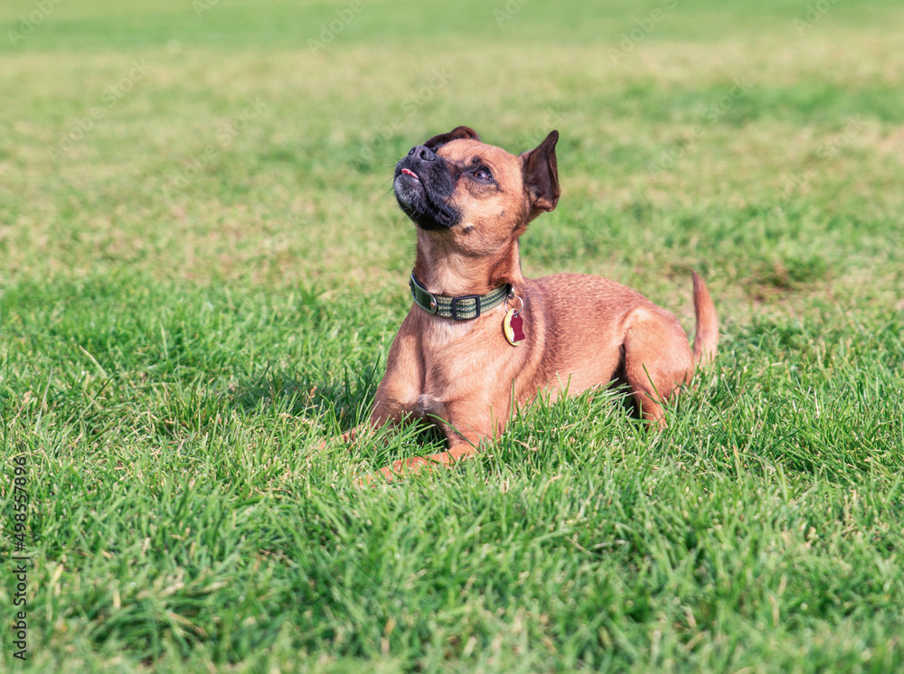 cute chiweenie mix at a local park