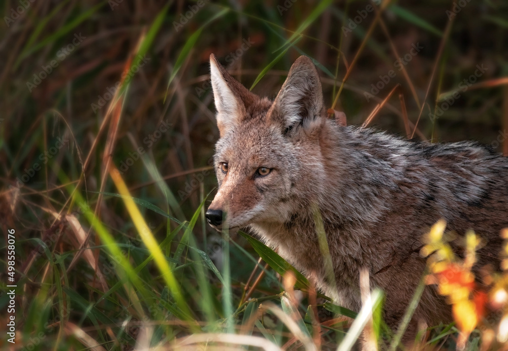 Beautiful photo of a wild coyote out in nature Beautiful photo of a wild coyote out in nature