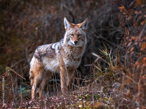 Canvas Print Beautiful photo of a wild coyote out in nature
