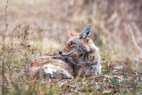 Print op canvas Beautiful photo of a wild coyote out in nature with trash on its tail