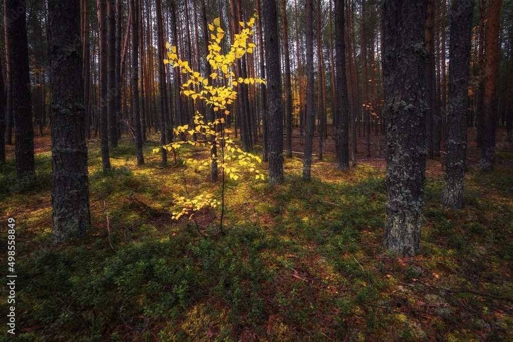 autumn forest in the morning