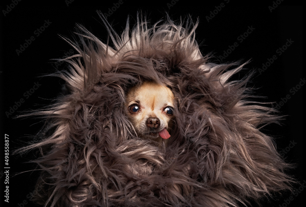 Naklejka premium cute chihuahua wrapped in fur with his tongue hanging in a studio shot isolated on a black background