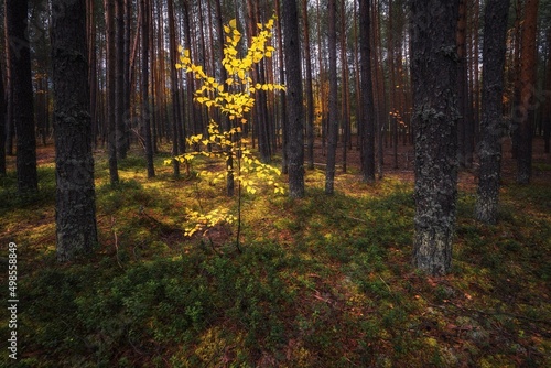 autumn forest in the morning © Мария Быкова
