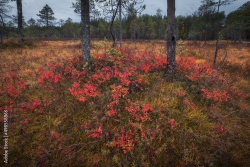 red leaves in the forest