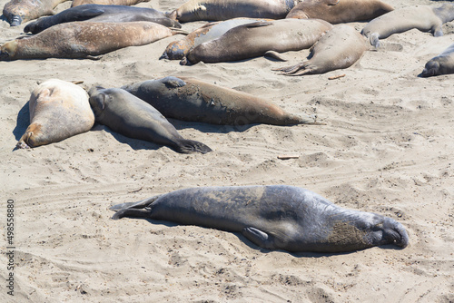 seal on the beach