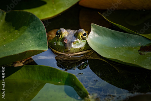bright green bullfrog sitting in a pond waiting for a bug to eat