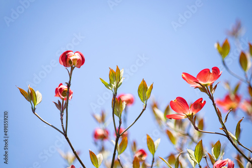 Fototapeta Naklejka Na Ścianę i Meble -  青空に映える赤いはなみずきの花
